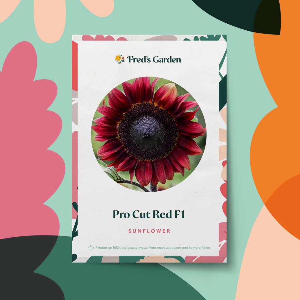 Solsikke 'Pro Cut Red F1' (frø)